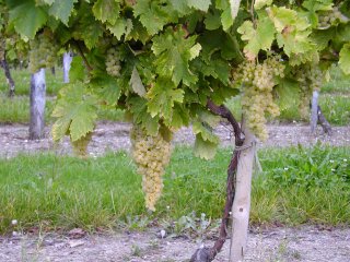 les raisins vont �tre cueillis prochainement
