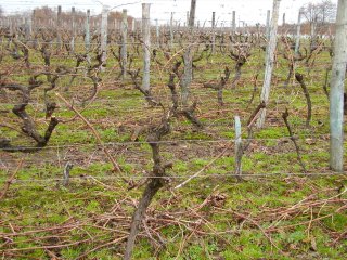 la vigne est taill�e et les bois sont tir�s, dans l'all�e